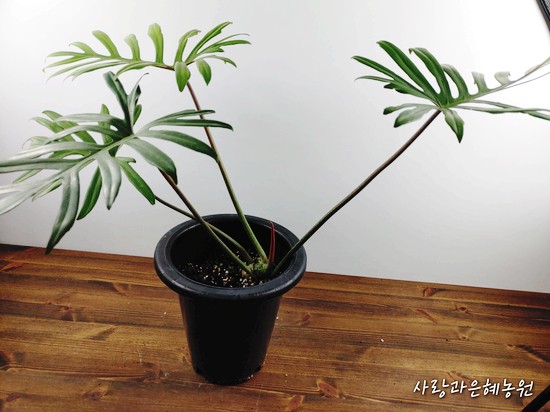 마요이(mayoi) 이미지