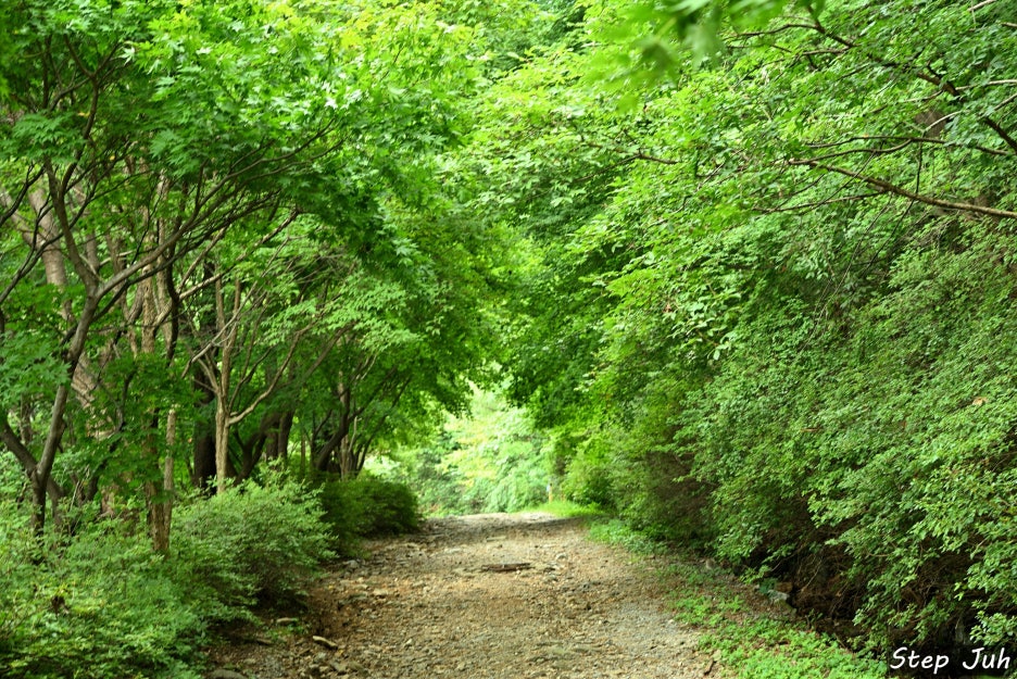 푸른숲 이미지