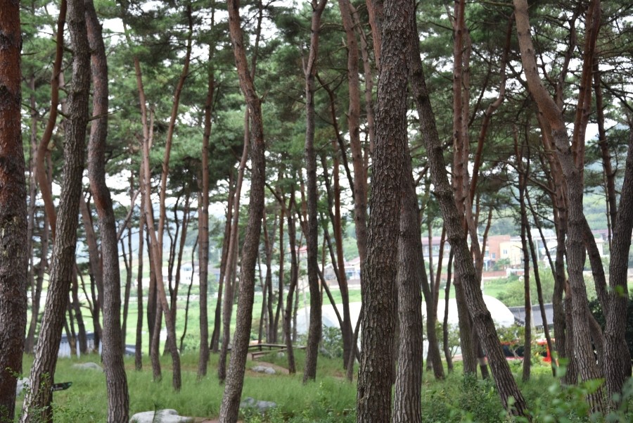 제봉산 마법의 숲체험원 이미지