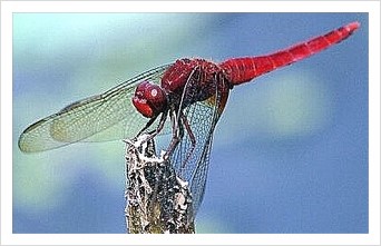소슬락 이미지