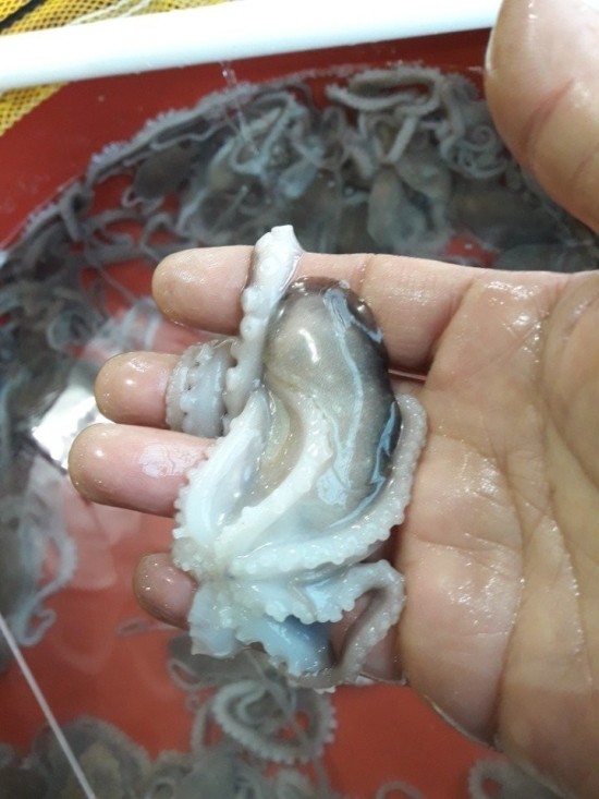 목포세발낙지 이미지