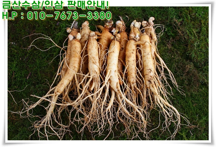 건강한인삼 이미지