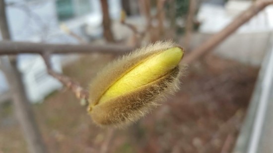 사계절꽃차 이미지