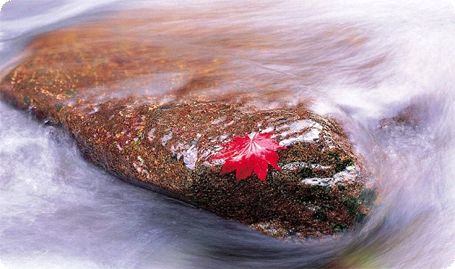 낙엽-7.jpg