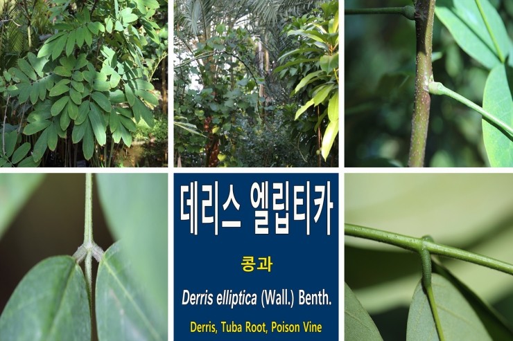 데리스 엘립티카[Derris elliptica]에 관하여...콩과 덩굴성 상록관목 재배식물 : 네이버 블로그