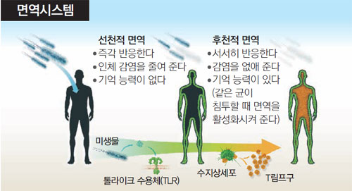 명성수삼 이미지