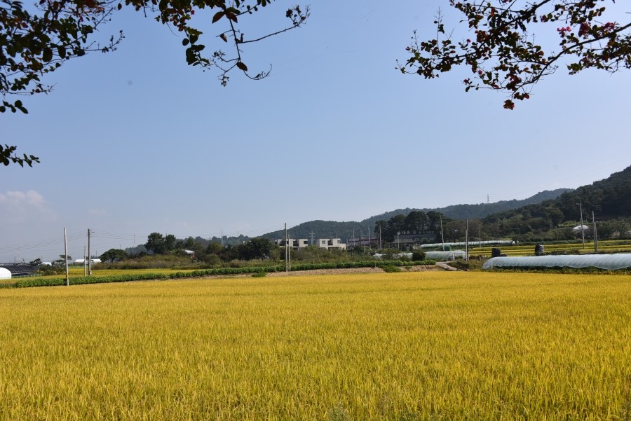 황금물결 이미지