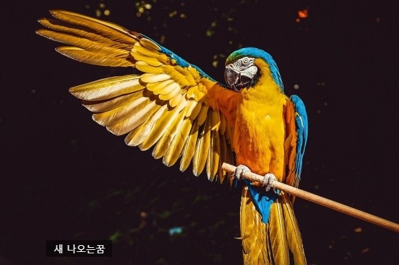 큰새 이미지