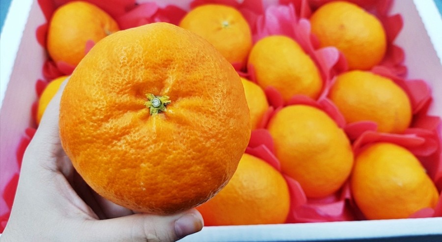 퀸마트 이미지