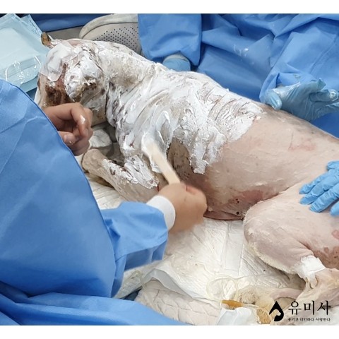 유미사 이미지