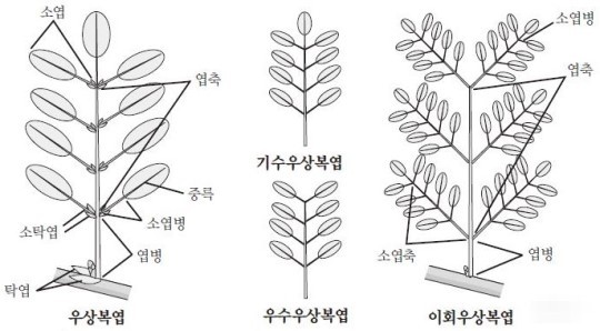 겹잎,복엽,식물학용어,용어의 정의, : 네이버 블로그