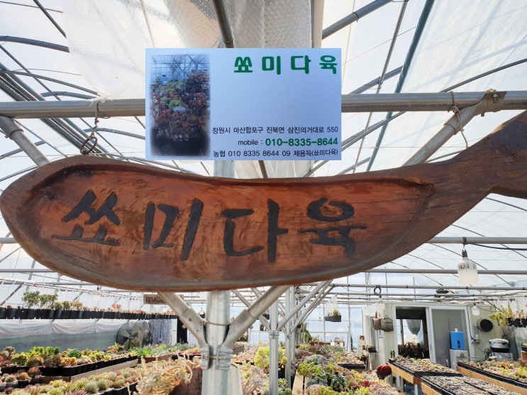진동다육 이미지