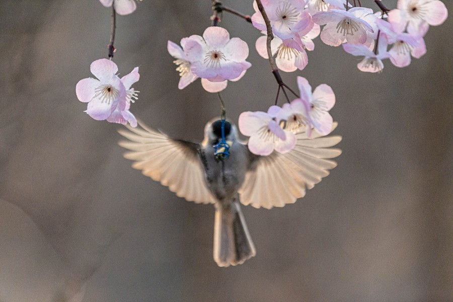 거머산 이미지