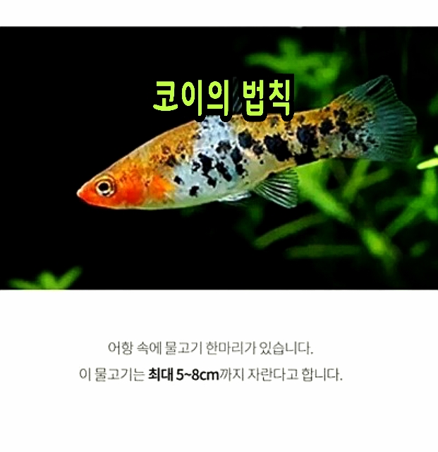 코이 이미지