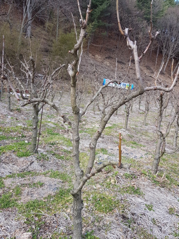 홍안식품 이미지