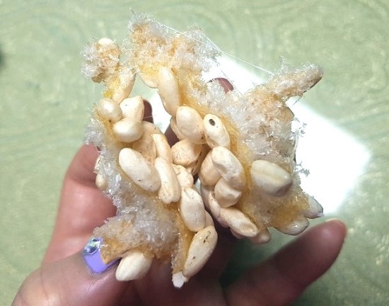천수만전통생강한과 이미지