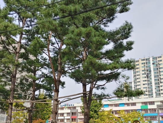 영풍초등학교 이미지