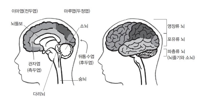 인간은 왜? 파충류 뇌, 포유류 뇌, 영장류 뇌 로 3단계로 진화 했다 : 네이버 블로그