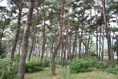 제봉산 마법의 숲체험원 이미지
