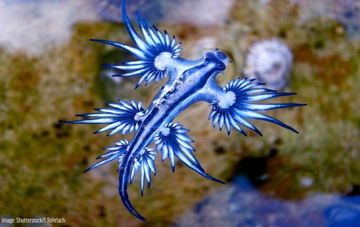 파란 갯 민숭 달팽이
