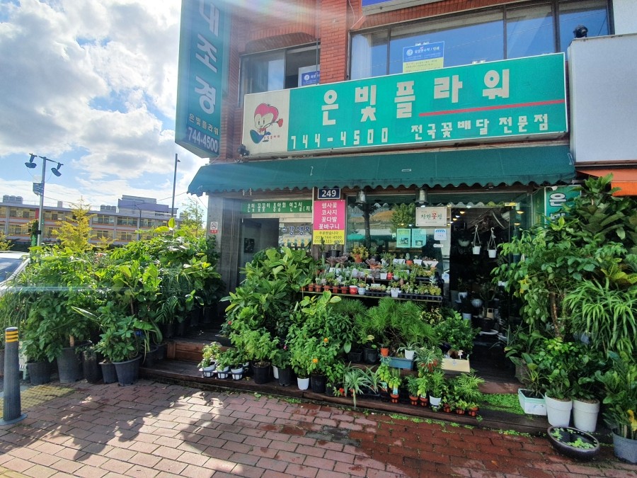 은빛플라워 이미지