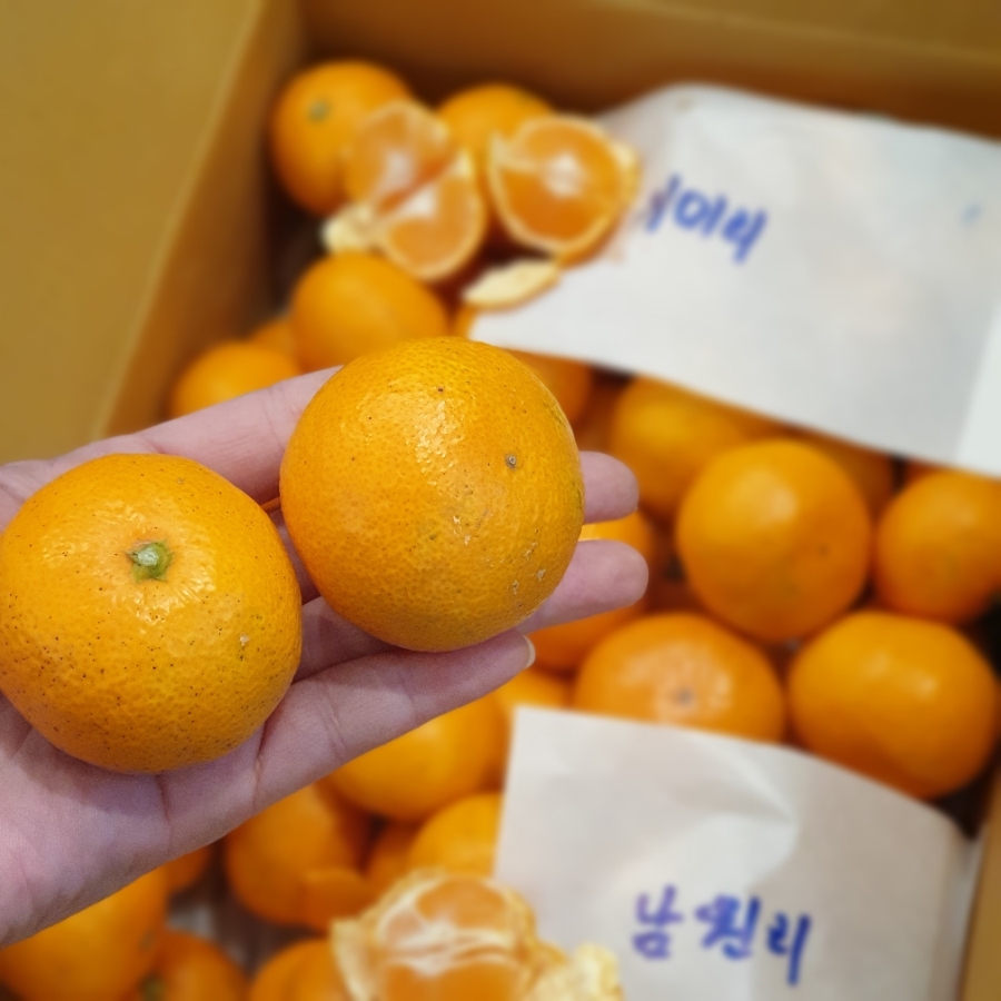 플레르망고 이미지