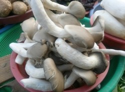 버섯1.jpg