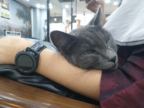 헤어아르니 이미지