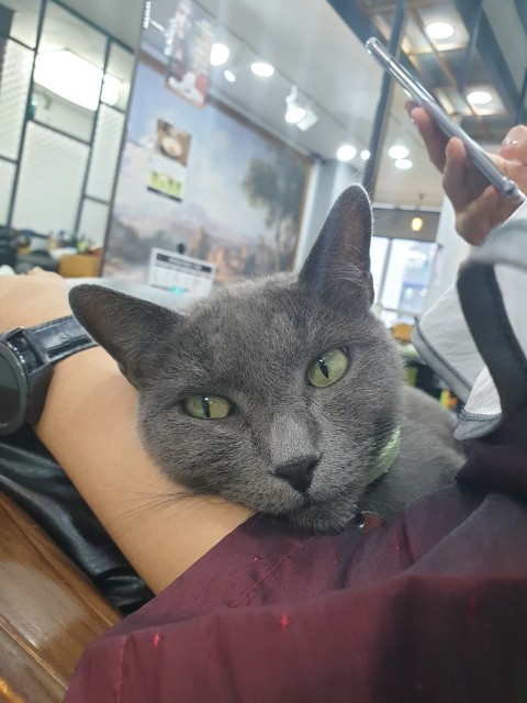 헤어아르니 이미지