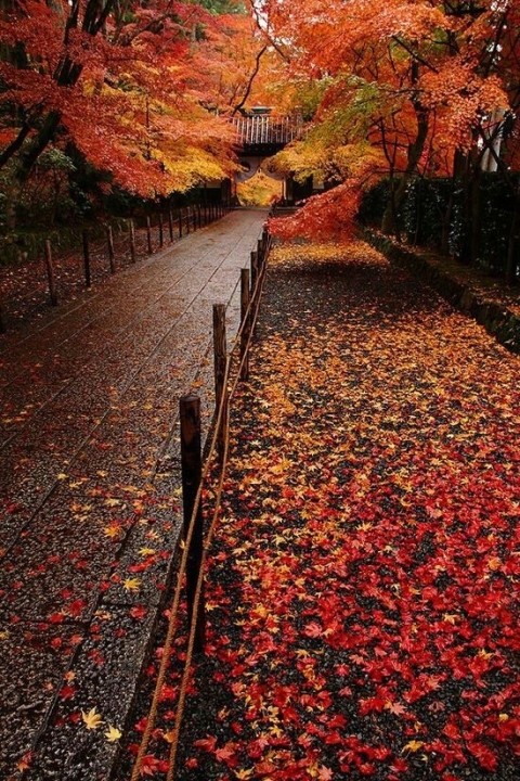 가을-1.jpg