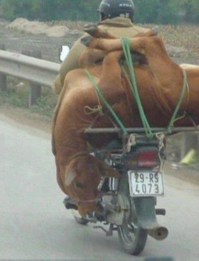 소한마리 이미지