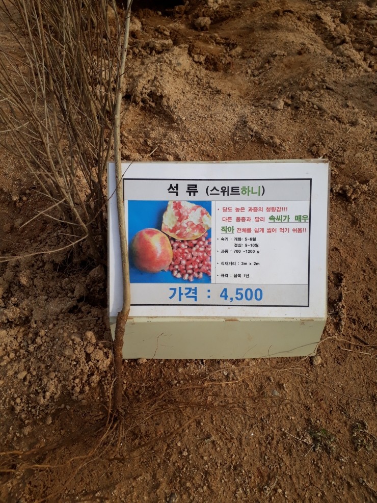 스위트하니 이미지