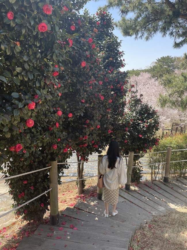 도나스다방 이미지