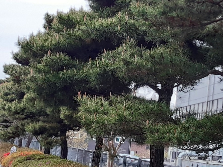 식물들의 소통 이미지