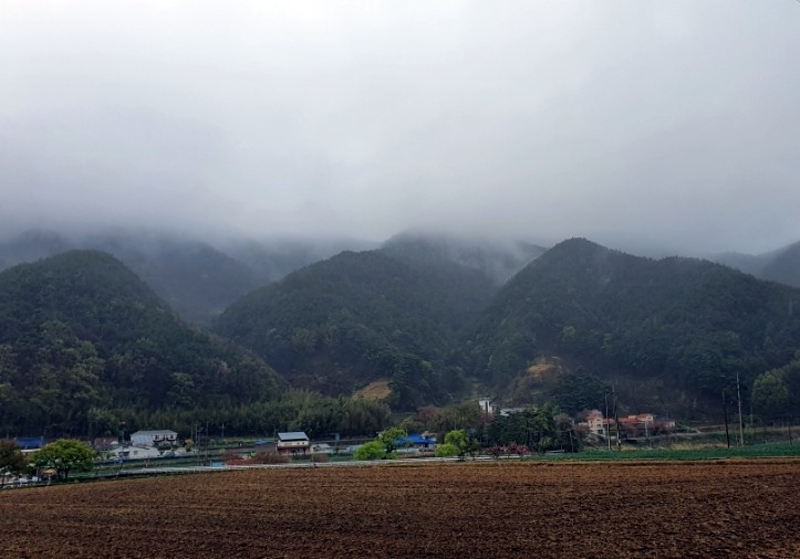 지리산황금나무 이미지