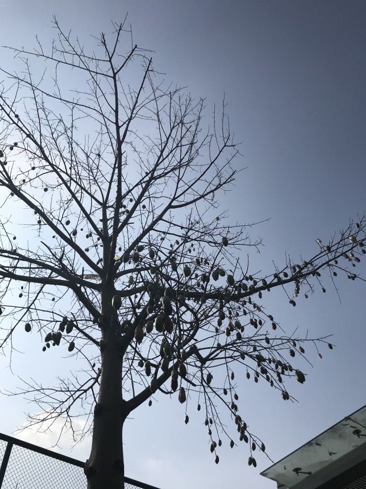 하얀솜 이미지