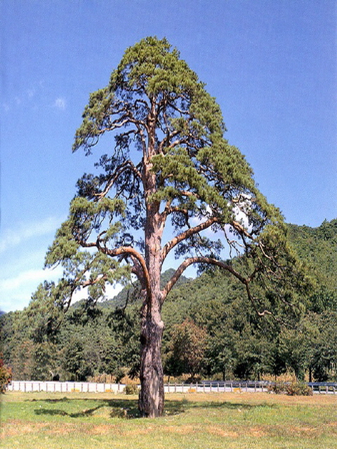 송화목재 이미지