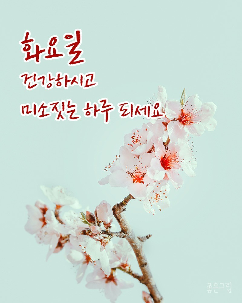 스타칼리 이미지