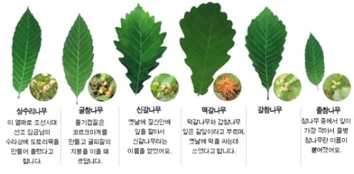 참나무 3형제 이미지