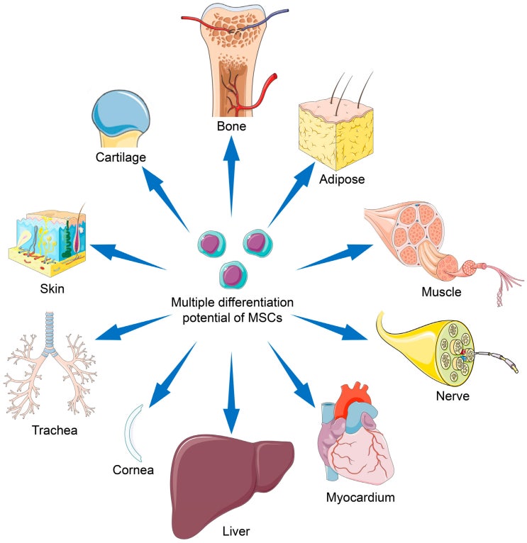 중간엽 줄기세포mesenchymal Stem Cells Mscs 성상과 활용 네이버 블로그 3456