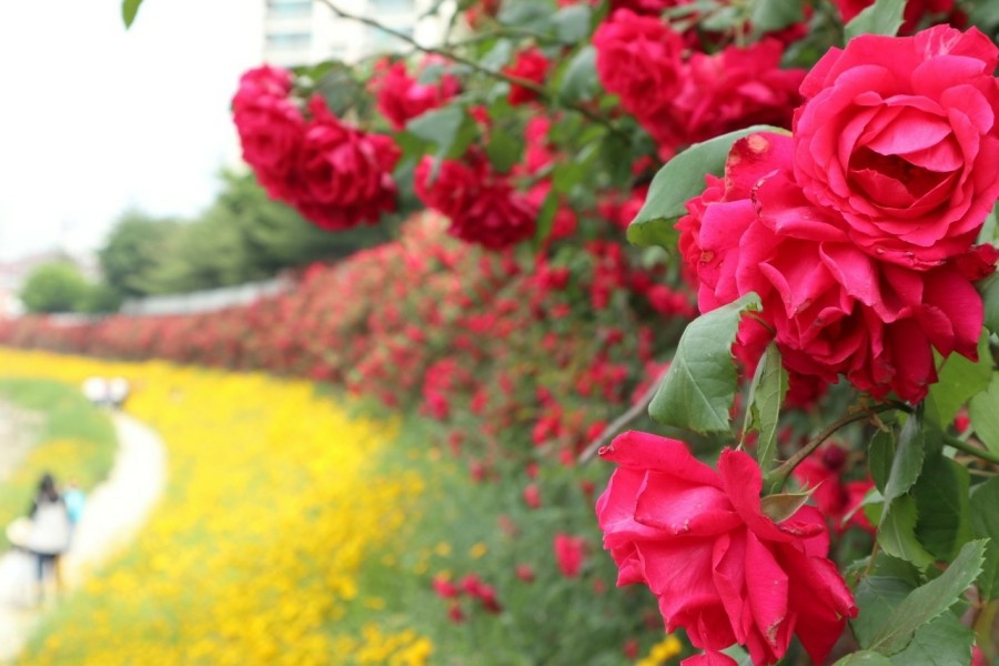 프로필드 이미지