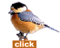 CLICK-1.GIF