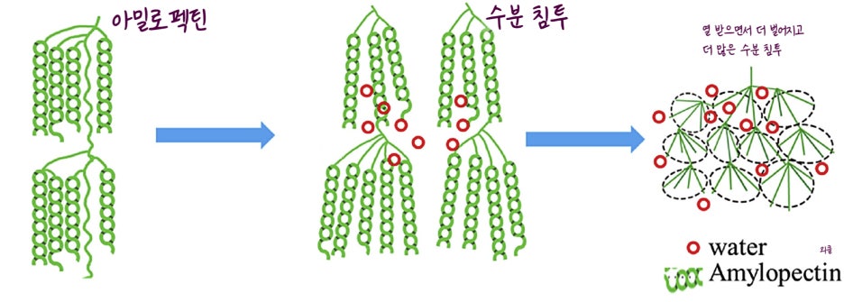 아밀로펙틴 구조