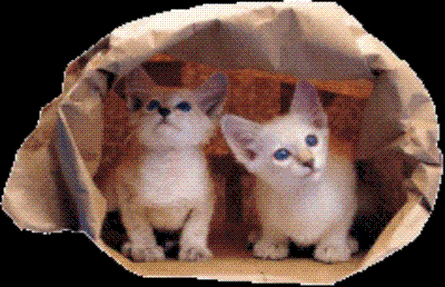 고양이-10.gif