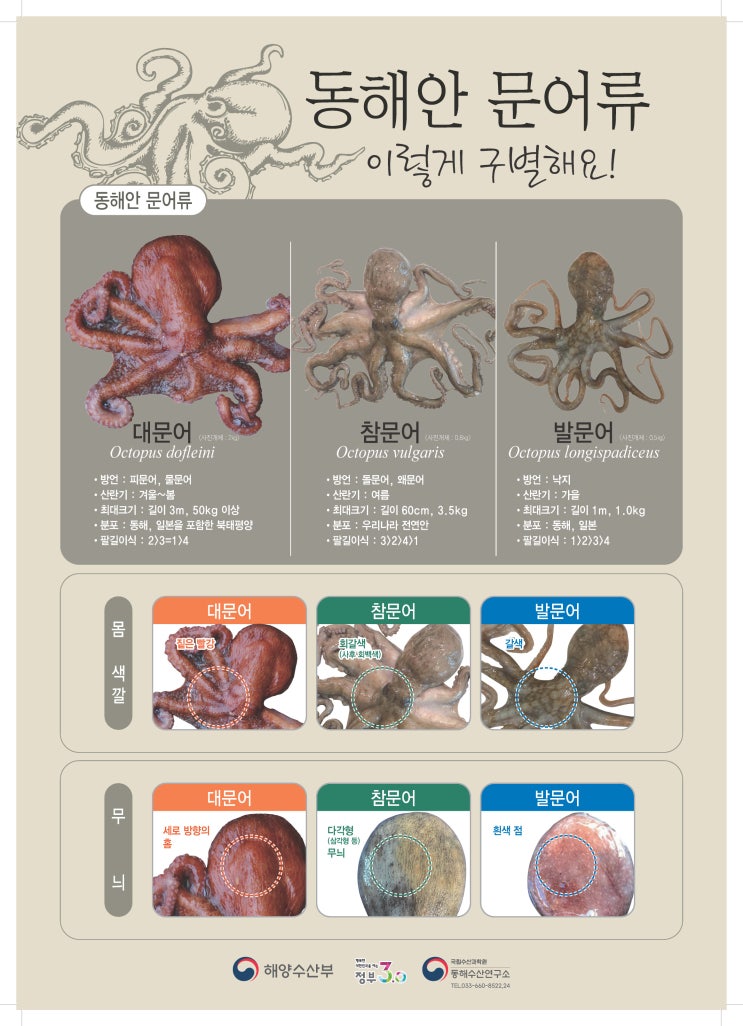 형제문어 이미지