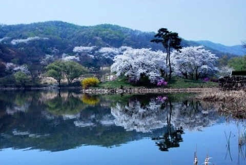 봄꽃과호수.jpg