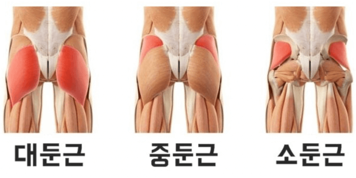 바디메이커 이미지