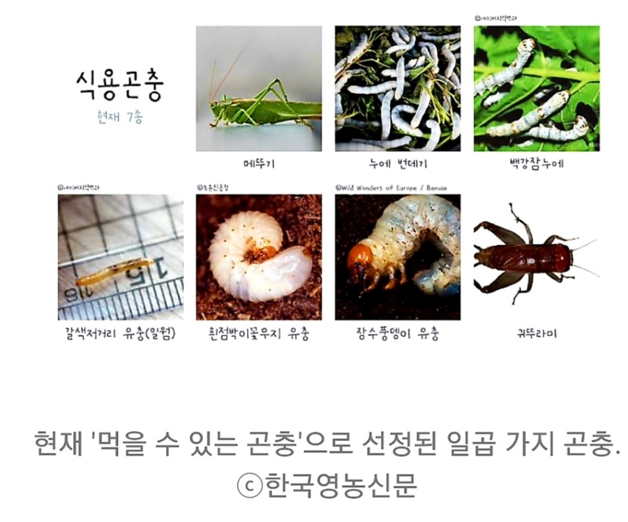 마이산홍벵이 이미지