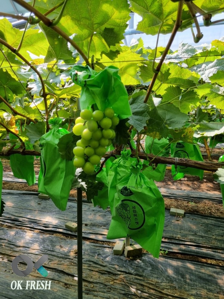 오케이샤인 이미지