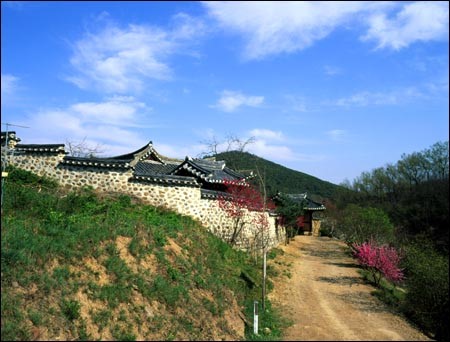 얼음골천마 이미지